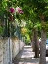 Shady sidewalk with trees and climbing plants on fence