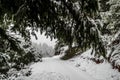 Narrow Snow Covered Trail Passes through Fir Trees with High Trunks and Frozen Branches During Brizzard Royalty Free Stock Photo