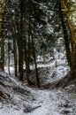 Narrow Snow Covered Trail Passes through Fir Trees with High Trunks and Frozen Branches. Wild Path on Winter Season