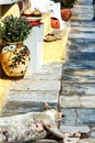 A narrow steep alley with sleeping bulldog in Santorini, Greece Royalty Free Stock Photo