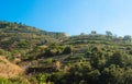 Hilly terracing for agriculture with many wooden supports for growing vegetables