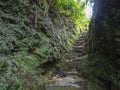 Narrow stone steps between moss covered stone in rain forest on footpath hiking trail near furnas, Sao Miguel island Royalty Free Stock Photo