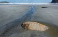 Small stream flowing past exposed stone on deserted unspoiled beach Royalty Free Stock Photo