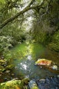A narrow stream of water under tree canopies with reflection of greenery on the water Royalty Free Stock Photo