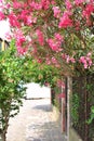 narrow street in Italy, blooming pink oleanders, large oleander bush behind a fence, flowers in arid countries, stone road