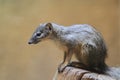 Narrow-striped mongoose Royalty Free Stock Photo