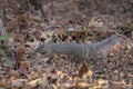 Narrow-striped Mongoose - Mungotictis decemlineata Royalty Free Stock Photo