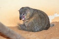 Narrow-striped mongoose Royalty Free Stock Photo