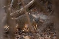 Narrow striped mongoose, narrow striped vontsira, mungotictis decemlineata Royalty Free Stock Photo