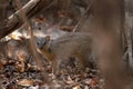 Narrow striped mongoose, narrow striped vontsira, mungotictis decemlineata Royalty Free Stock Photo