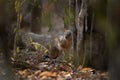 Narrow striped mongoose, narrow striped vontsira, mungotictis decemlineata Royalty Free Stock Photo