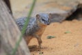 Narrow-striped mongoose Royalty Free Stock Photo