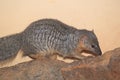 Narrow-striped mongoose Royalty Free Stock Photo