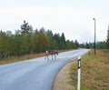 A reindeer crossing the road in Lapland, Finland. Royalty Free Stock Photo