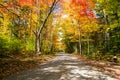 Stunning fall colors along an unpaved forest road on a sunny morning Royalty Free Stock Photo
