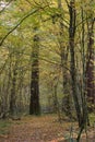 Narrow trail crossing autumnal deciduous stand Royalty Free Stock Photo