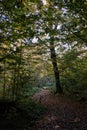 Narrow trail crossing autumnal deciduous stand Royalty Free Stock Photo