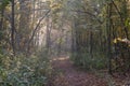 Narrow trail crossing autumnal deciduous stand Royalty Free Stock Photo