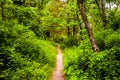 Narrow trail through a lush forest at Codorus State Park, Pennsylvania.