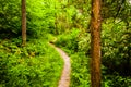 Narrow trail through a lush forest at Codorus State Park, Pennsylvania.