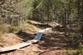 Narrow trail made of planks passing the Viru Raba bog in Estonia in the coniferous forest