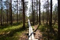 Narrow trail of planks leading to Viru Raba bog in Estonia in a pines forest