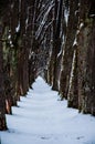 Trail covered by snow Royalty Free Stock Photo