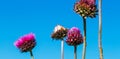 A narrow view of Milk Thistle blossoms against a bright blue sky. Royalty Free Stock Photo
