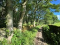 Rural footpath near, Fewston Reservoir, Harrogate, UK