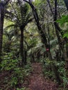 Narrow walking track in a dence green bush with native New Zealand trees and ferns