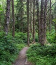 Narrow Rainforest Walking Trail Oregon