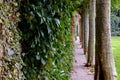 Narrow walkway between ivy and trees