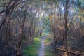 Narrow walkway through native coastal vegetation.