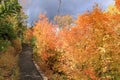 Narrow walkway passing along the scenic woody terrain with colorful foliage, Alpine Loop, Utah, USA