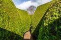 Tall green walls of outdoor maze. Royalty Free Stock Photo