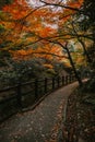 Narrow Winding Asphalt Path Through a Dark Forest Lined with Autumn Maple Trees Royalty Free Stock Photo