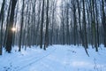 Countryside dirt road with snow and tyre tracks, winter forest on sun dawn, bare trees, popular route for skiing and hiking