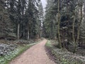 Narrow winding path through a dense pine forest during first snowfall in winter Royalty Free Stock Photo