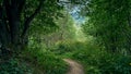 A narrow winding path hidden in the thickets of a dense mountain forest