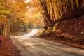 Narrow winding road in autumn bright forest