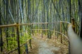 Winding walkway through the bamboo forest Royalty Free Stock Photo