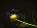 Narrow-Winged Damselflies Royalty Free Stock Photo