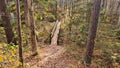 Narrow wooden bridge across small stream in an autumn pine forest Royalty Free Stock Photo