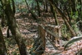 Narrow wooden bridge on a hiking trail, Castle Rock State Park, San Francisco bay, California Royalty Free Stock Photo