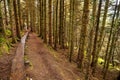 Narrow wooden foot path with anti slippery surface in a forest on a hill. Knoncknarea, county Sligo, Ireland. Great trail with