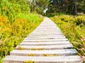 Narrow wooden hiking trail in the grass of peat bog area, Georgenfelder Hochmoor, Germany Royalty Free Stock Photo