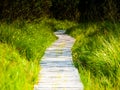 Narrow wooden hiking trail in the grass of peat bog area, Georgenfelder Hochmoor, Germany Royalty Free Stock Photo