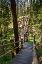 Narrow wooden path  winding through forest. Royalty Free Stock Photo