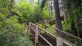 Narrow wooden path winding through forest. Picture of stairs on a hill leading to the top. Nature trail. Latvia. Royalty Free Stock Photo