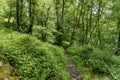 Narrow woodland footpath across a hillside in Gwynedd, Wales